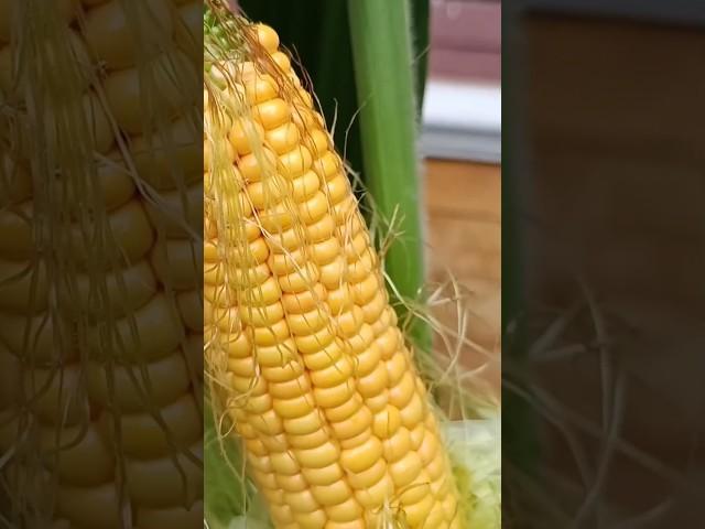 Great Idea || Growing sweet corn used tires.. #shorts #planting #greatideas