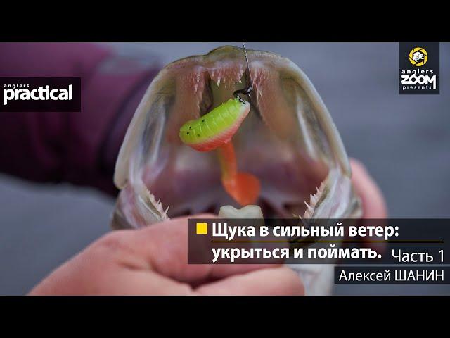 Щука в сильный ветер: укрыться и поймать. Алексей Шанин. Часть 1. Anglers Practical