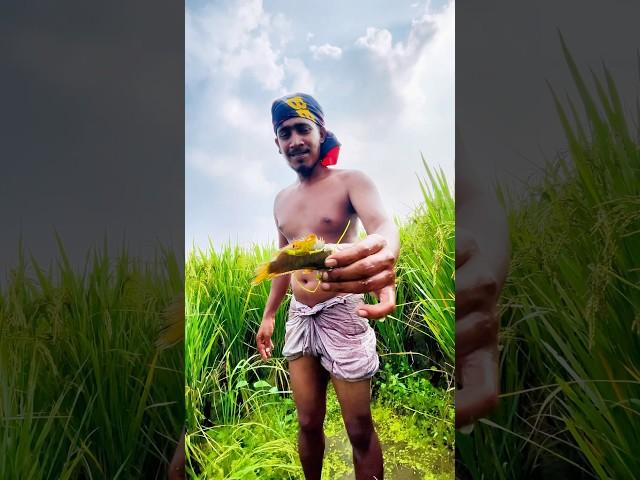 ধান ক্ষেতে মাছ আর মাছ।। Fishing in village।। Fishing Videos।। Rakib Blogs।।