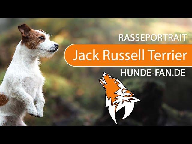 ► Jack Russell Terrier [2020] History, Appearance, Temperament, Training, Exercise, Care & Health