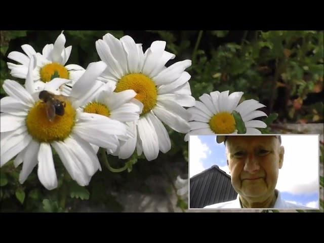 Belfast Castlereagh Hills Back Garden Bee and Hip Replacement Update