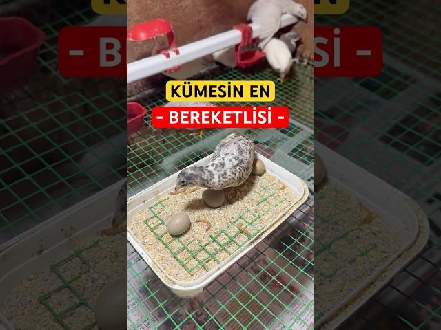 Cüce Bıldırcınlar 