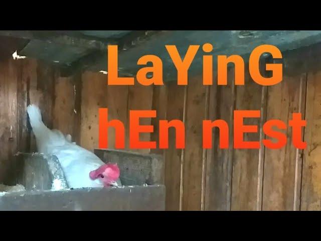 Laying Chicken Nest