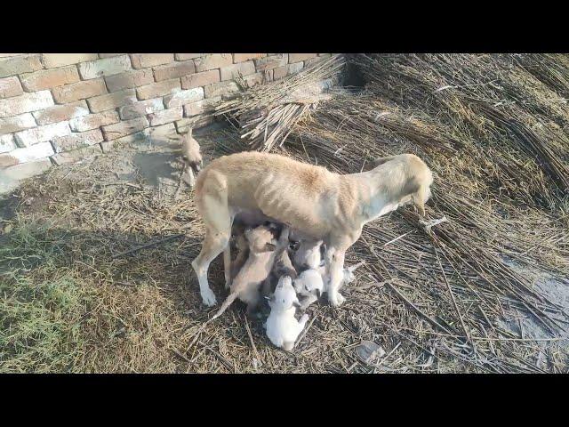 my First Vlog with new qna | Dog Feeding 9 Babies Puppies| New qna working managing