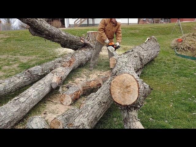 STIHL 271 FARM BOSS 20" Bar working hard in Tennessee making Firewood from 40" Silver Maple