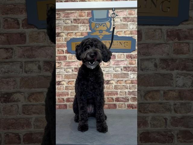 Doggy Daily Episode 169: Maddie the Schnoodle  #doggrooming #schnoodle