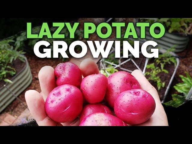 Growing Potatoes By IGNORING Them (EPIC HARVEST)