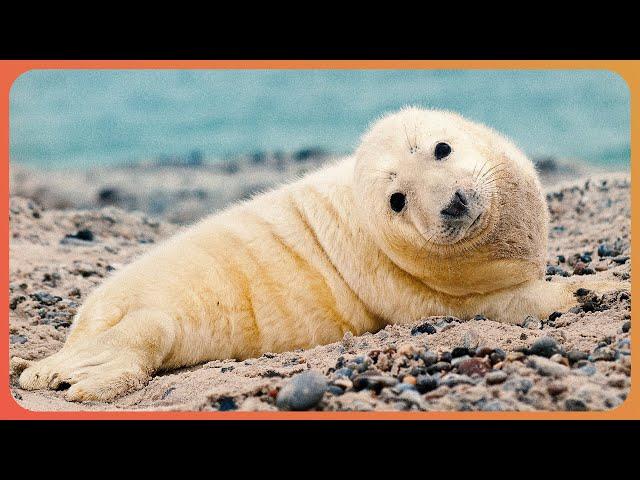 The Largest Grey Seal Gathering In The World | Sable Island Documentary | Real Wild