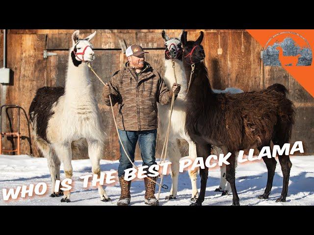 Who is the BEST PACK LLAMA - Ep.76 - Llama Life