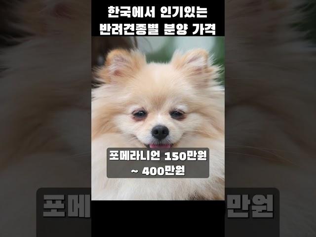 한국에서 인기있는 반려견의 종류별 분양 가격[강아지 탐구생활](feat. 클로바더빙)