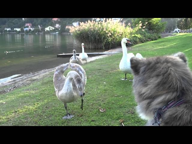 Quando il cigno inizia ad arrabbiarsi