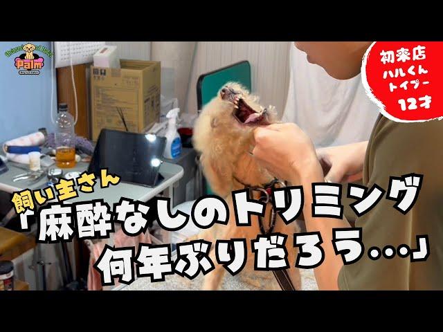 【噛み犬トリミング】麻酔しないとトリミングできなかったトイプードル！！