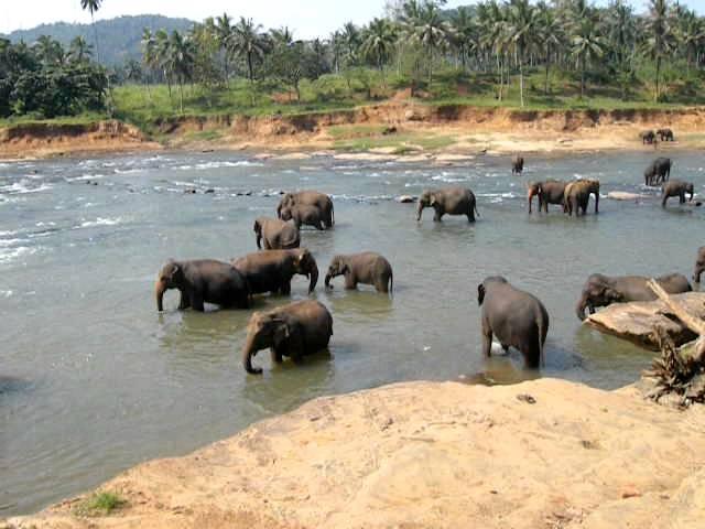 Elephant Bathing in Pinnawala Elephant Orphanage, Sri Lanka