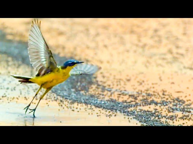 Top 5 Animals Living In Extreme Climates | BBC Earth