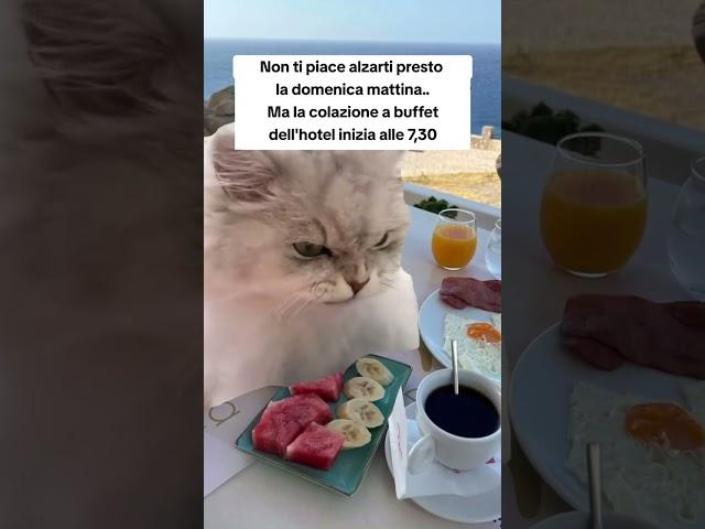 #memes #catmemes #catlover #ridere #funnyshorts #funnymemes #funny #perte #ridichetipassa
