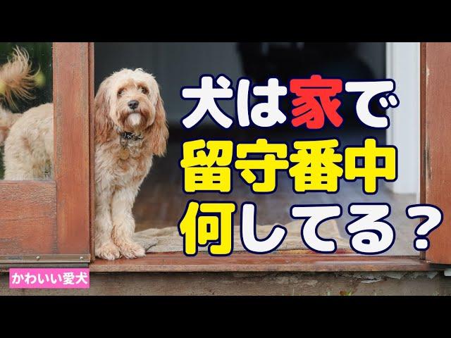 犬は留守番中に何してる？ #留守番犬 #犬のいる生活 #ペット