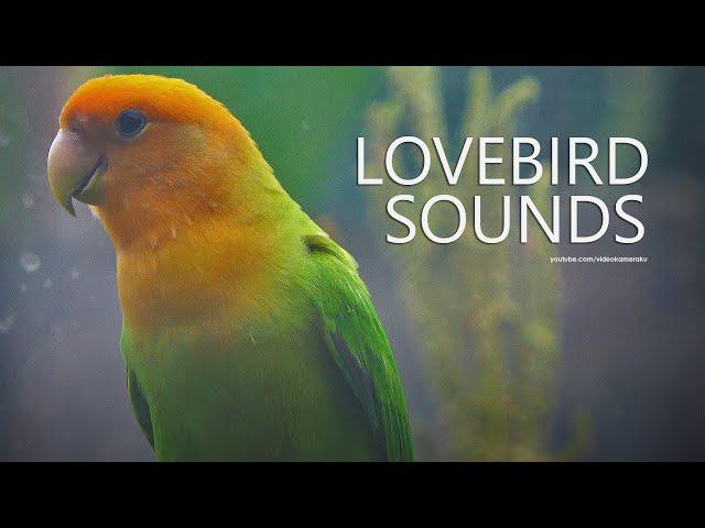 Lovebird Sound: Peach-faced Lovebird - Orange Head Green Opaline | February 2025