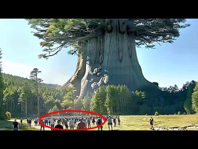 The Biggest Tree On Earth Is Bigger Than You Imagine