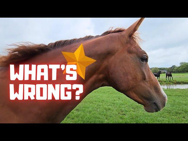 It's very wrong with Rising Star⭐? Very sad and bad... | Friesian Horses