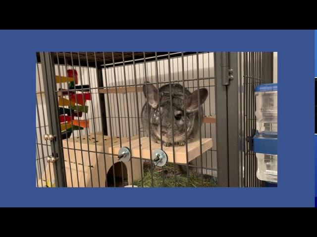 How to Make Ledges for Your Chinchilla Cage