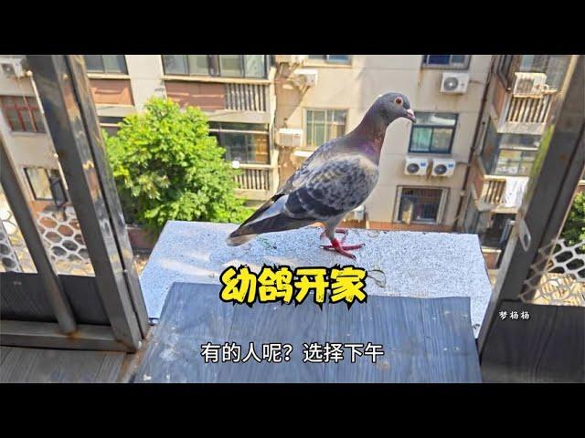 我家小鸽子开家成功了，给大家分享下幼鸽开家技巧