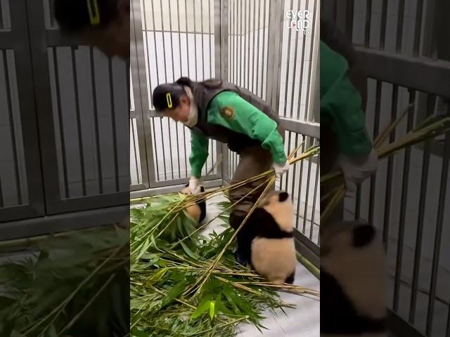 찰거머리 아기판다 공격!! 이모 ver.│#Panda #Babypanda #Twins