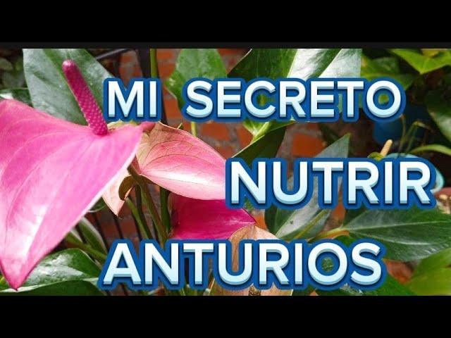 NUTRICION ES MI SECRETO para lograr ANTURIOS con buen DESARROLLO y EXCELENTE FLORACIÓN🪴