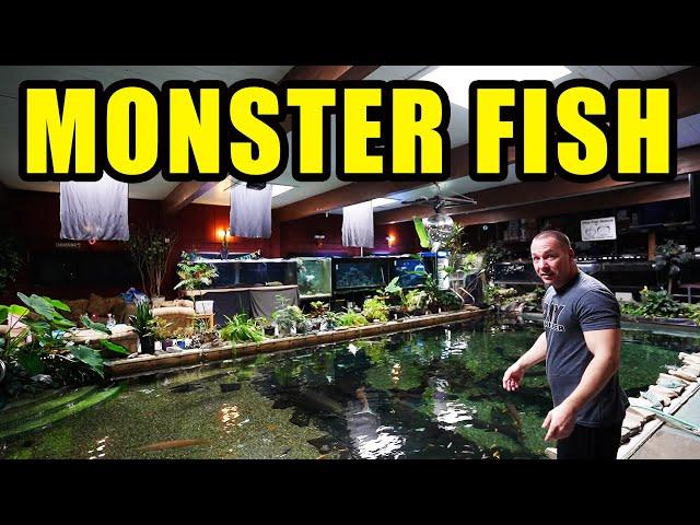 WORLDS LARGEST MONSTER FISH in home aquariums!! The king of DIY