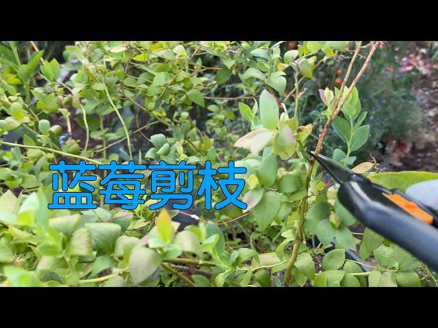 【种蓝莓之六】怎样正确修剪蓝莓｜修剪时机和方法