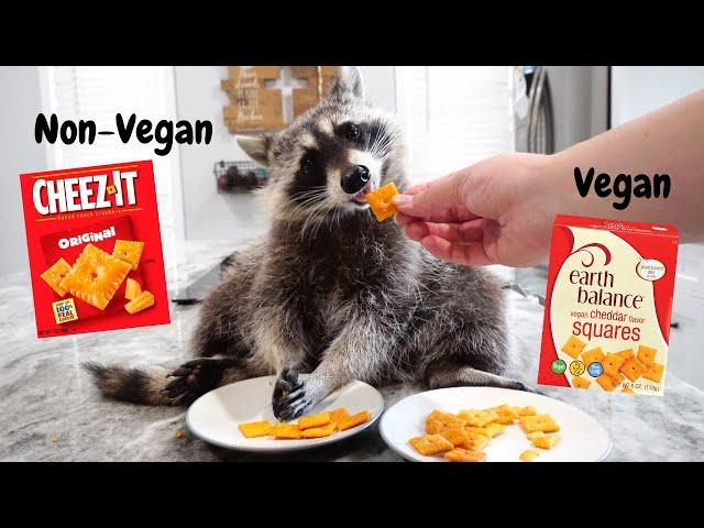 Raccoon taste test! Vegan vs Non-Vegan food