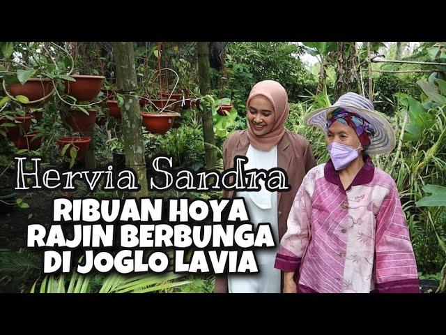 RIBUAN HOYA RAJIN BERBUNGA DI JOGLO LAVIA - EP 81