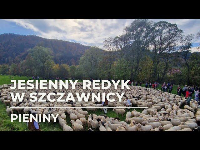 2 tysiące owiec! Jesienny redyk w Szczawnicy 2022