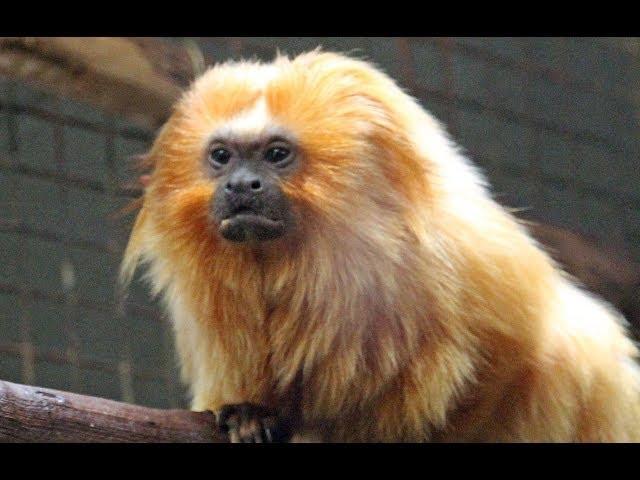 Smithsonian National Zoo - Washington, D.C. -  CRAZY ANIMALS! 
