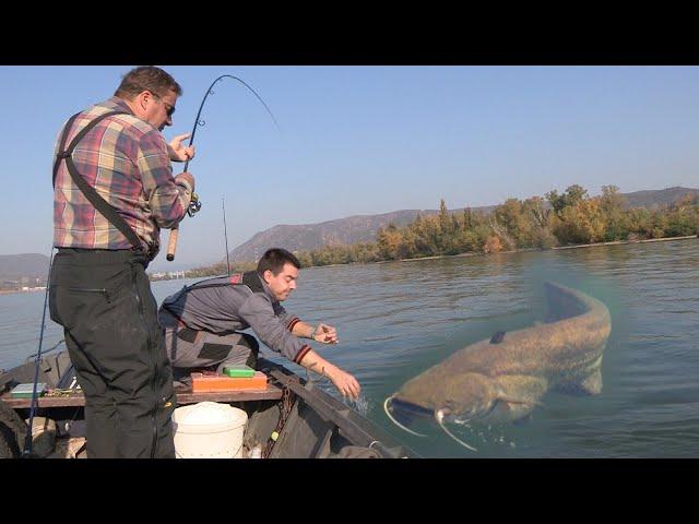 Pecanje soma i smuđa na Dunavu - Đerdap kod Kladova - Varaličarenje | Fishing catfish and zander