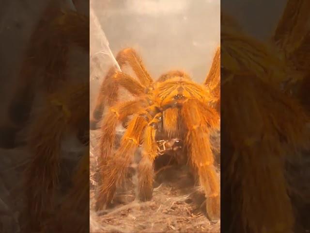 OBT takedown #pets #psycho #crazy #obt #tarantula #spiders #nature #attack #beastmode