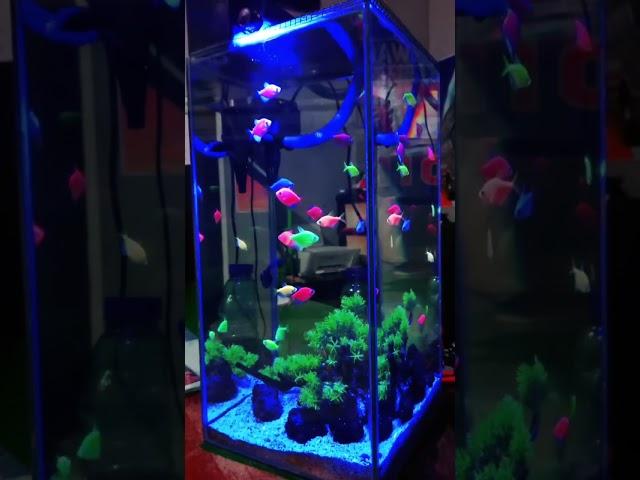 #glofish #ikanwarna-warni #glowfish  #tetraglowfish #aquascape #aquascapekediri #aquascapeindones