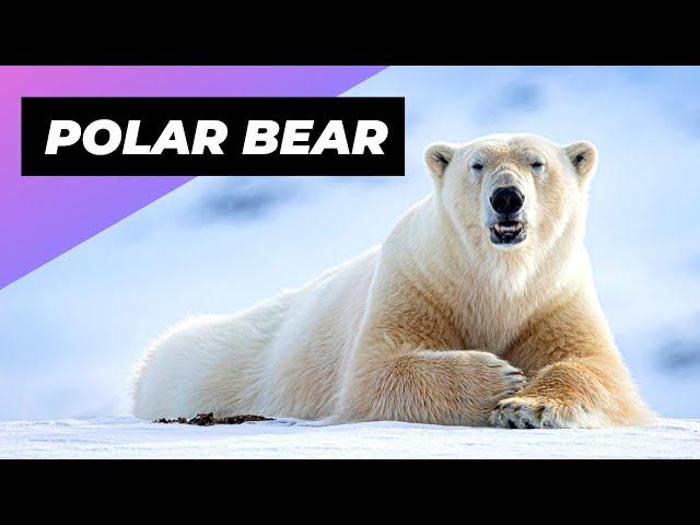 Polar Bear ‍️ The Deadliest Beast Of The Arctic