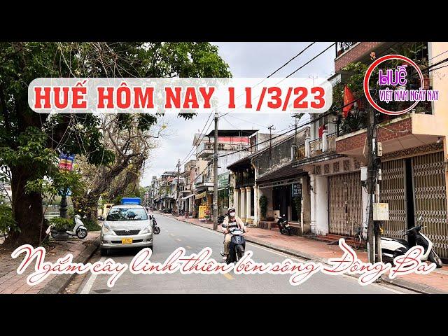 Phố Huế hôm nay 11/3/2023 - Ngắm cây cổ thụ 100 năm linh thiên bên sông Đông Ba | VIỆT NAM NGÀY NAY