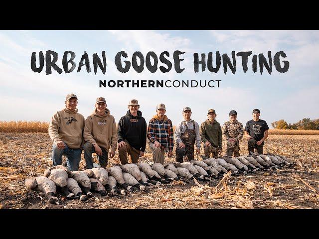 Urban Goose Hunting In Fresh Cut Corn | 40 Canadian Geese