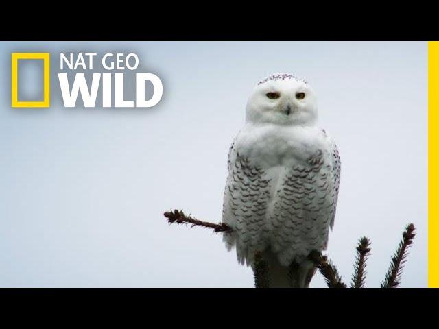 Silent Snowy Owl Attack | Alaska's Deadliest