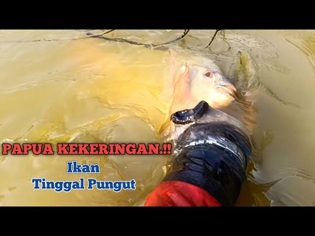 PAPUA DI LANDA KEKERINGAN‼️ Ikan Nila Babon Tinggal Di Pungut Saja‼️Mancing Nila Liar