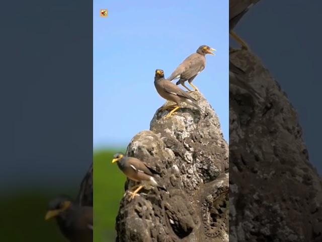 Common Myna Bird Sounds 