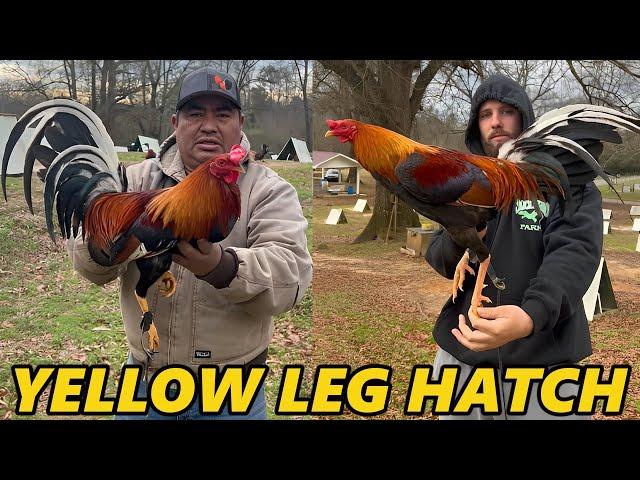 Yellow Leg Hatch Hoskins SLICK LIZARD FARM Jerry Adkins