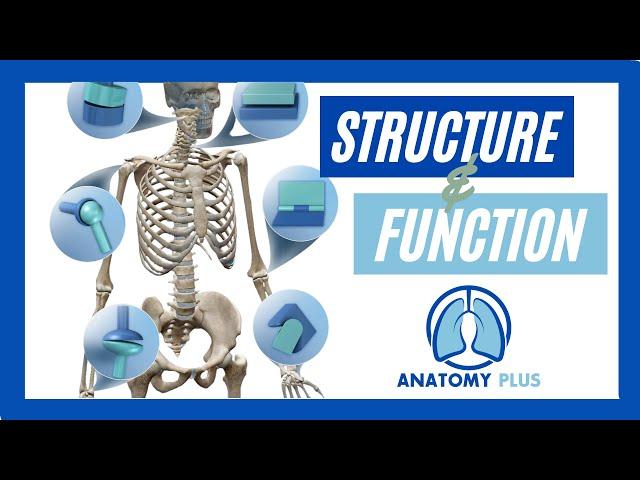 Understanding Joint Structure & Function