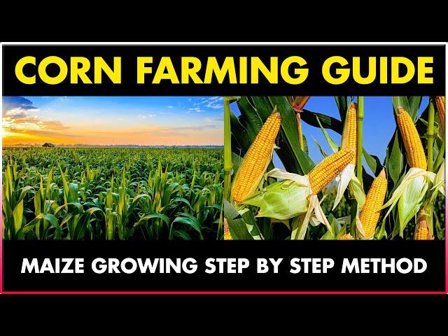 Corn Farming / Maize Cultivation | Step by Step Method | Makka Farming Complete Guide