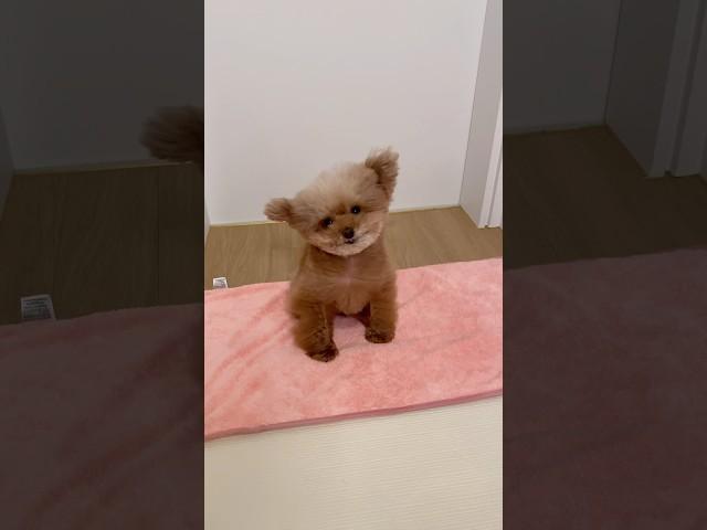 목욕을 즐기는 강아지 #미소아라티티 #APT #SPA