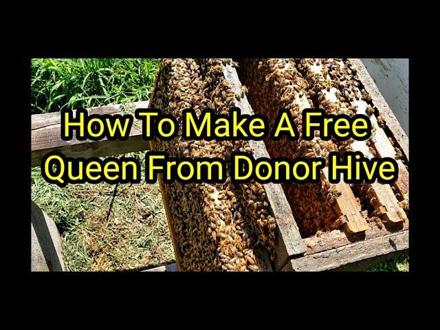 How To Make A Free Queen From Donor Hive