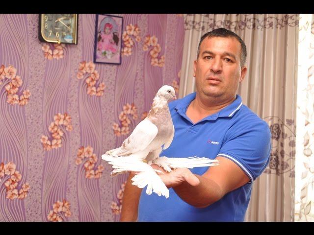 Селекционные Голуби В Казахстане / Zuchttauben in Kasachstan / Pigeon (Хасан Kасымов / Алматы )