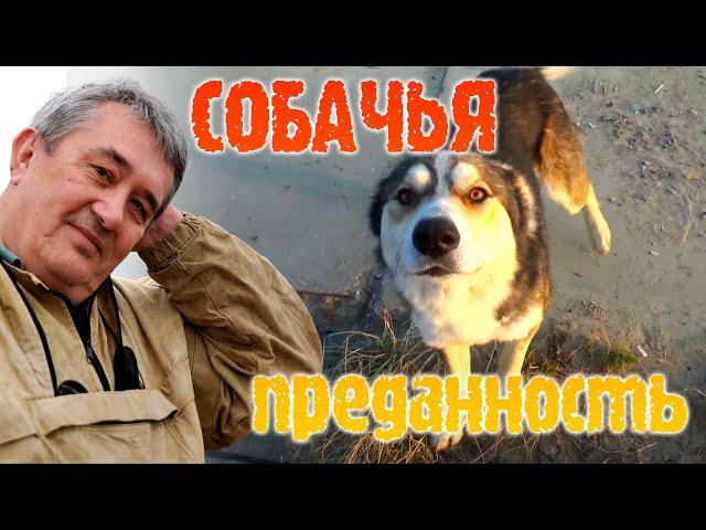 Собачья преданность!