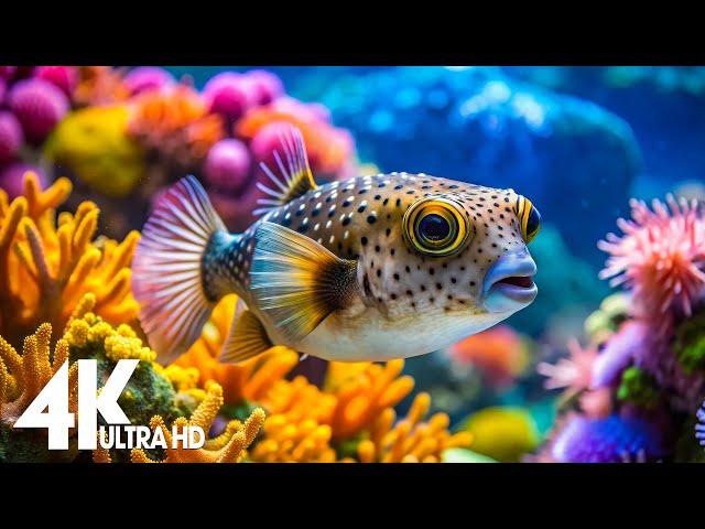 Aquarium 4K Video(Ultra HD)Beautiful Coral Reef Fish - Relaxing Meditation Music for Stress Relief